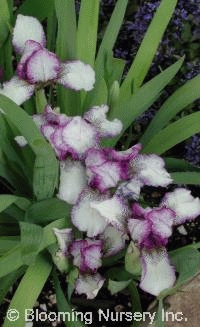 Iris pumila 'Peppermint Twist'